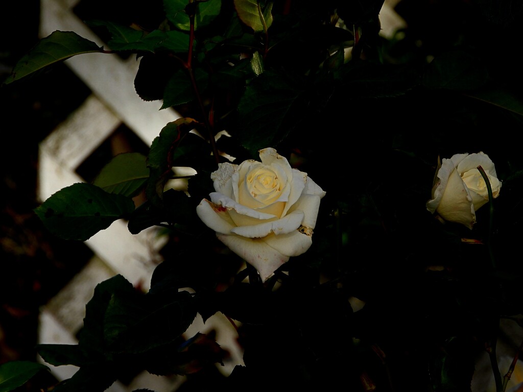 Rose.. by maggiemae