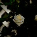 Rose.. by maggiemae