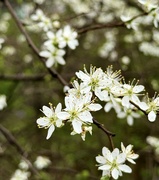 25th Mar 2024 - Spring Flowers