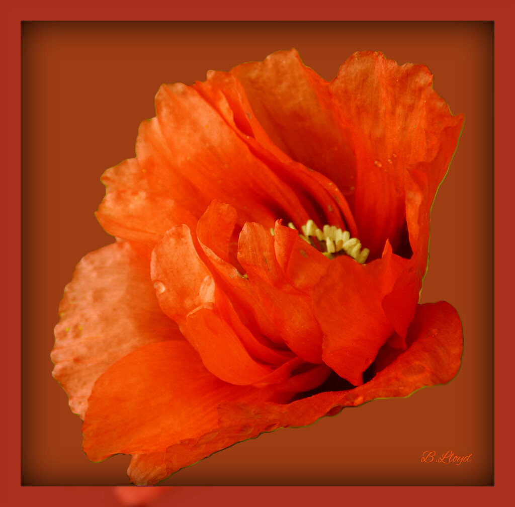 Poppy - orange. by beryl