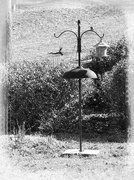 24th Mar 2024 - Feeder out front...