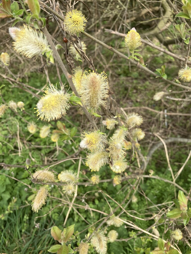 Pussy Willow by foxes37
