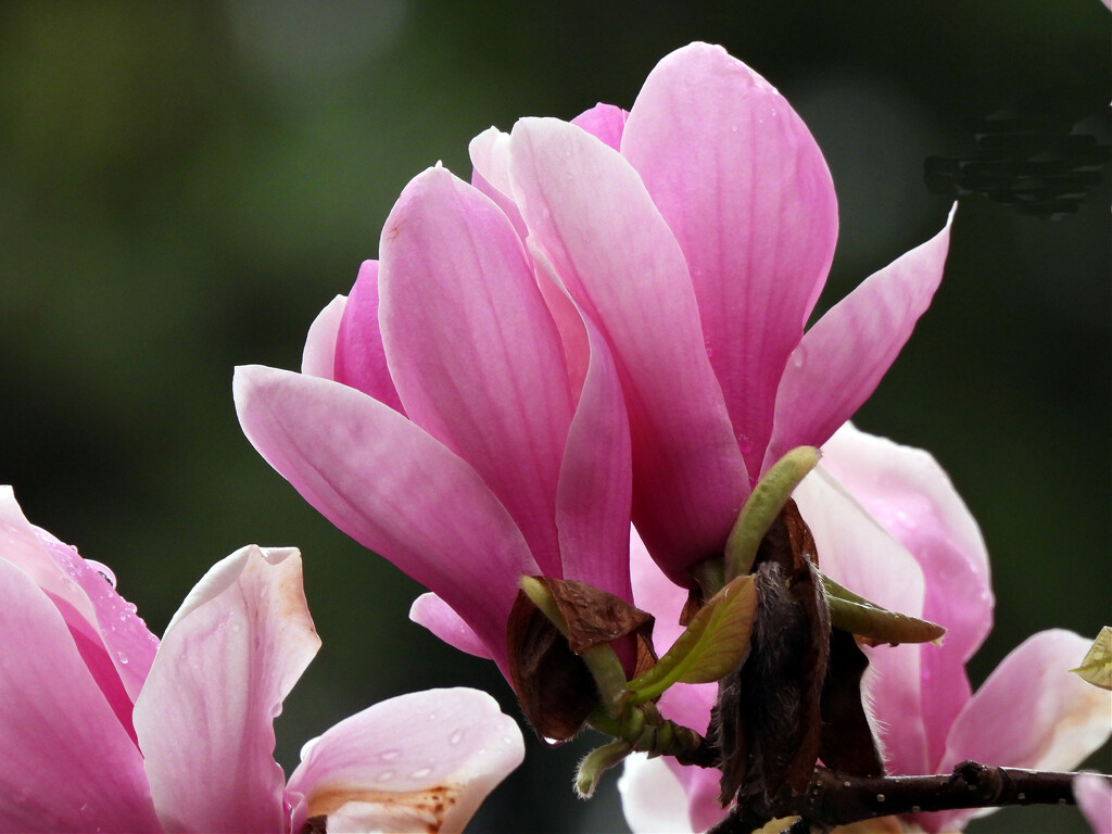 Magnolia by seattlite