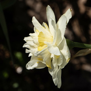 26th Mar 2024 - Daffodil 6