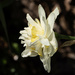 Daffodil 6 by k9photo