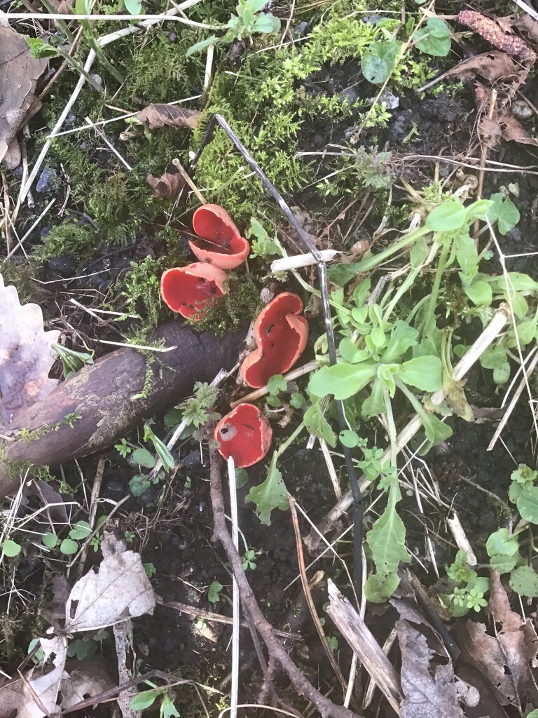 Red fungi by jab