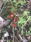 8th Mar 2024 - Red fungi