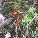 Red fungi by jab