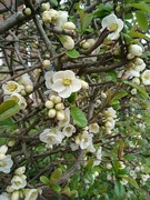 26th Mar 2024 - Quince blossom 