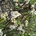 Quince blossom 