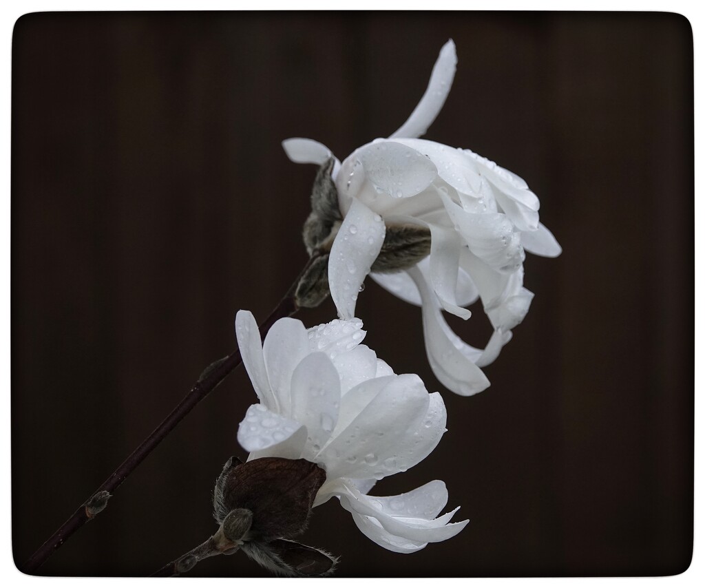 Star magnolia kissed by rain.  by gladc