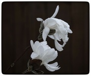 27th Mar 2024 - Star magnolia kissed by rain. 