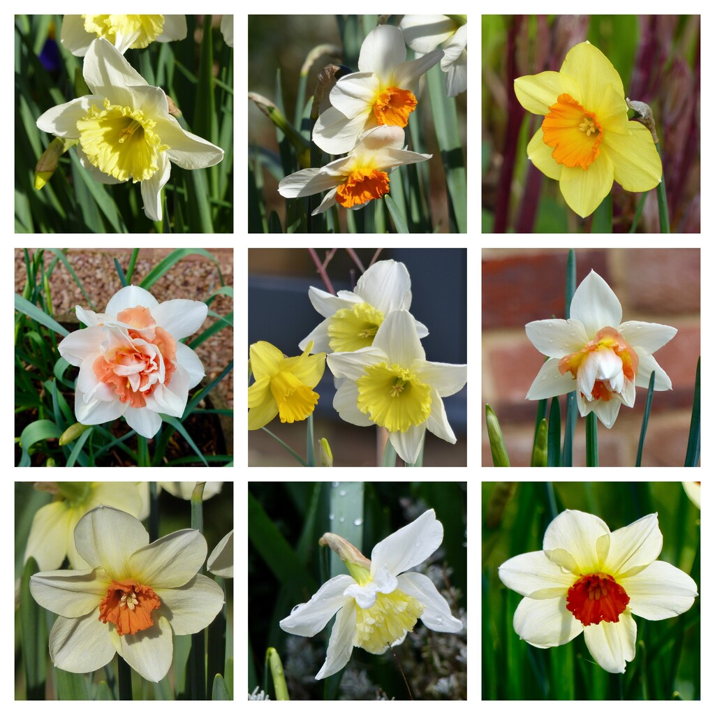 Assorted Daffodils by susiemc