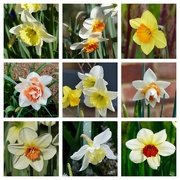 27th Mar 2024 - Assorted Daffodils