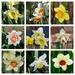 Assorted Daffodils by susiemc