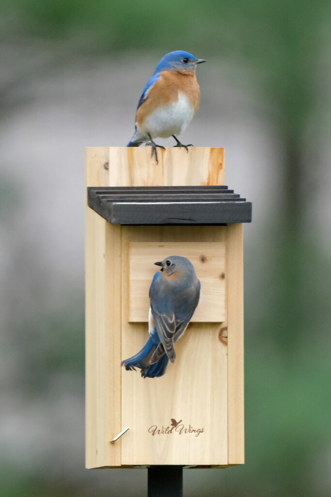 Bluebirds by lsquared