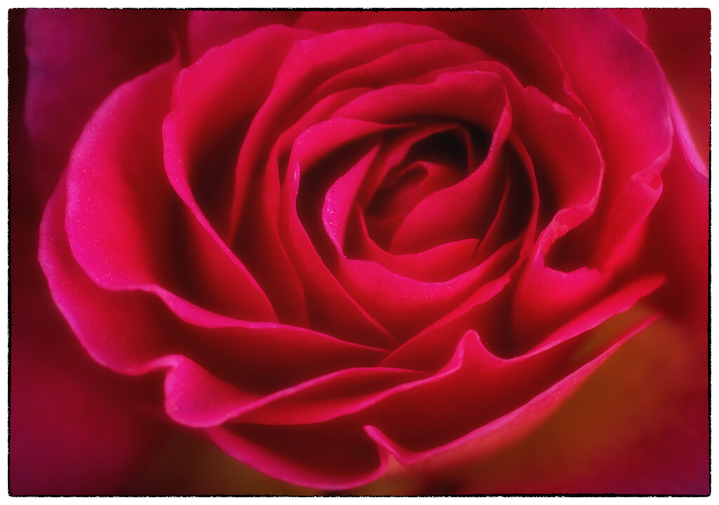 Red Rose by kvphoto