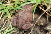 25th Mar 2024 - Common Toad