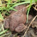 Common Toad by mattjcuk