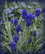 26th Mar 2024 - Grape hyacinths