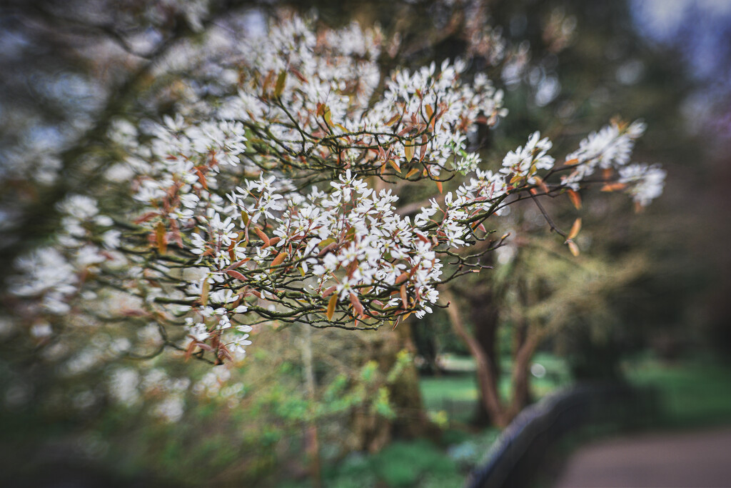 Blossom, blur and bokeh by tiaj1402
