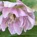 Hellebore Flower 