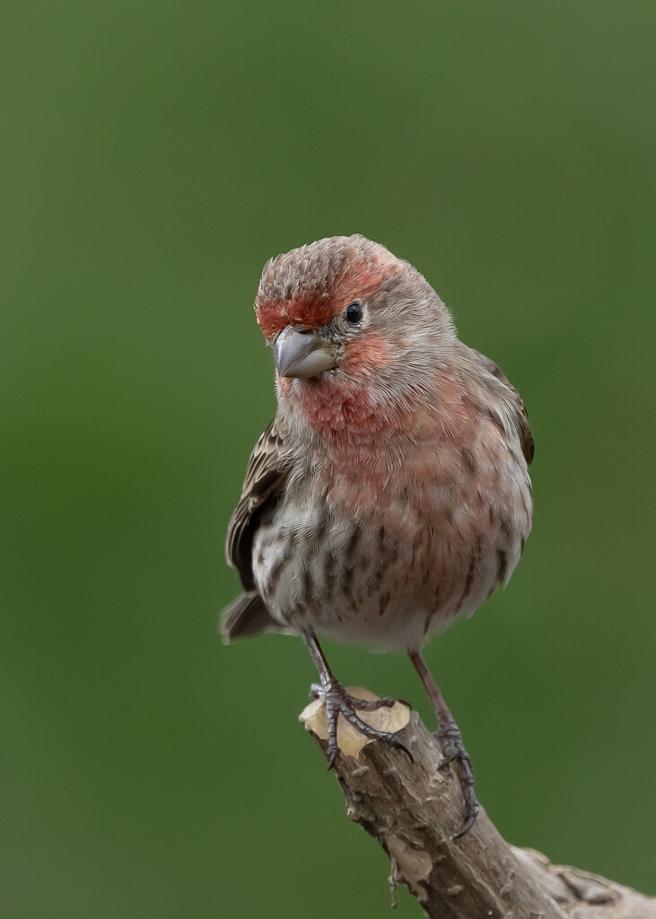 House finch by bobbic