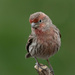 House finch by bobbic