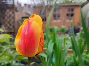 26th Mar 2024 - Imperfect tulip 