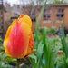 Imperfect tulip 