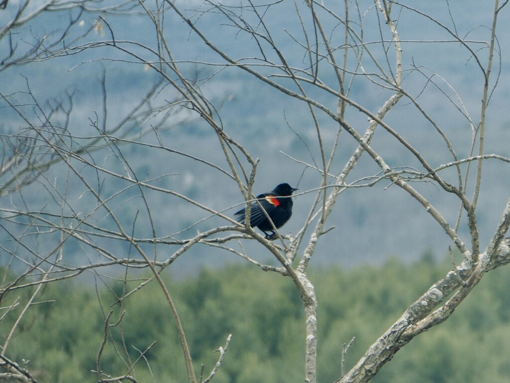 Red-winged Blackbird by mtb24