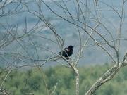 26th Mar 2024 - Red-winged Blackbird