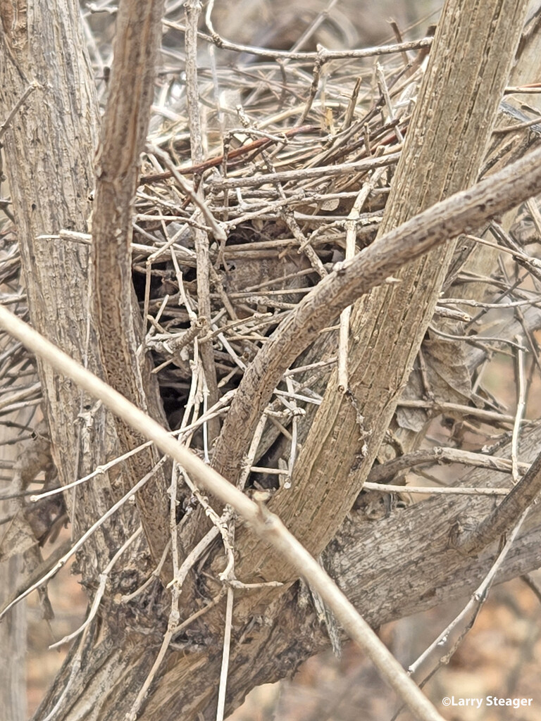 Nest for rent by larrysphotos