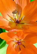 26th Mar 2024 - Sunny tulips