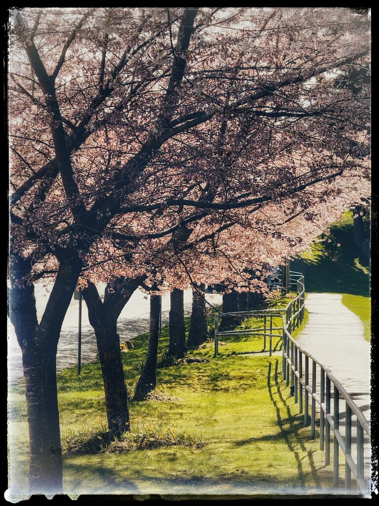 Cherry trees in a Row by horter