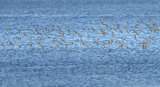 26th Mar 2024 - Lots of Sanderlings 