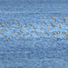 Lots of Sanderlings  by jgpittenger