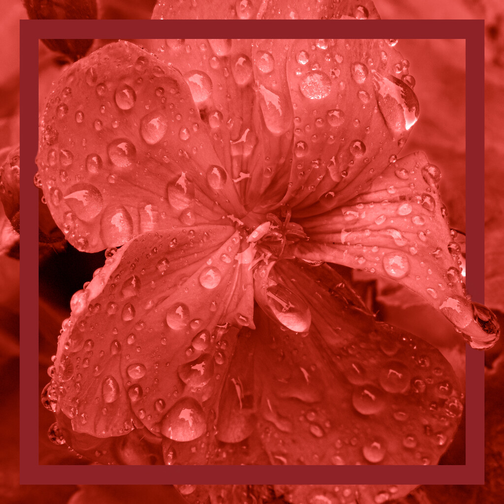red geranium by koalagardens