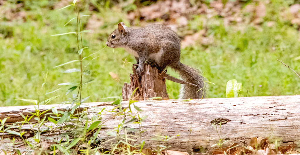 Squirrel on the Stump! by rickster549