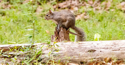 26th Mar 2024 - Squirrel on the Stump!