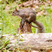 Squirrel on the Stump!