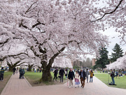 24th Mar 2024 - The cherry blossoms bring everyone to campus