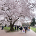 The cherry blossoms bring everyone to campus