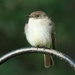 Eastern Phoebe by lsquared