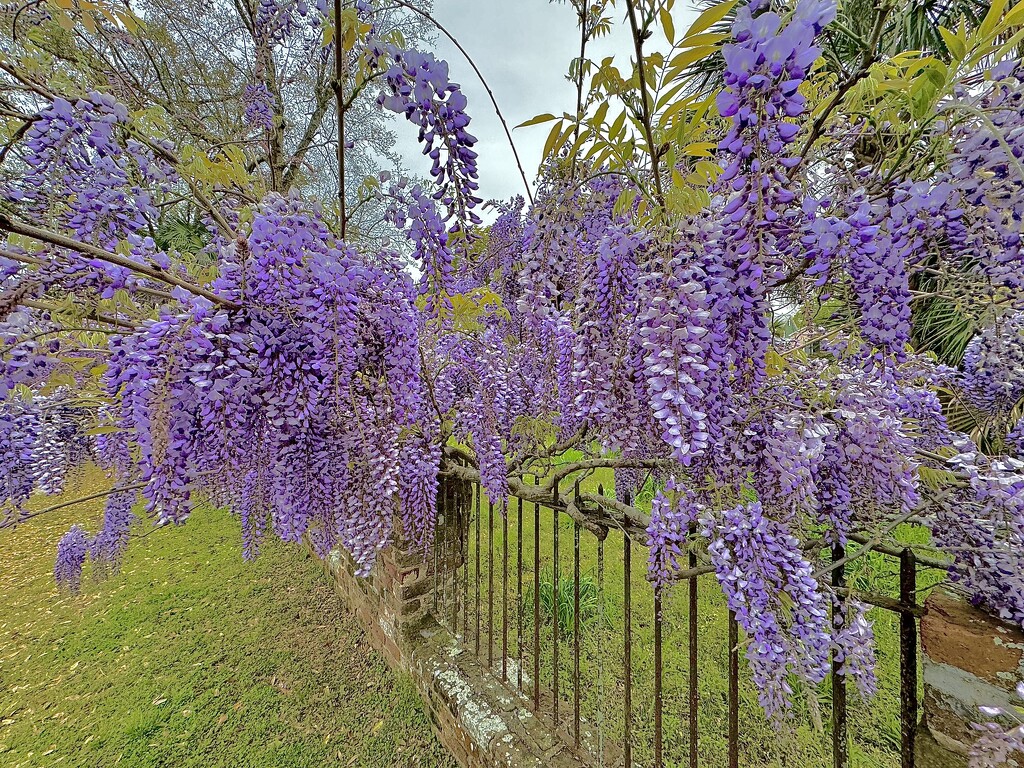 A blanket of fragrant wisteria by congaree