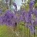 A blanket of fragrant wisteria