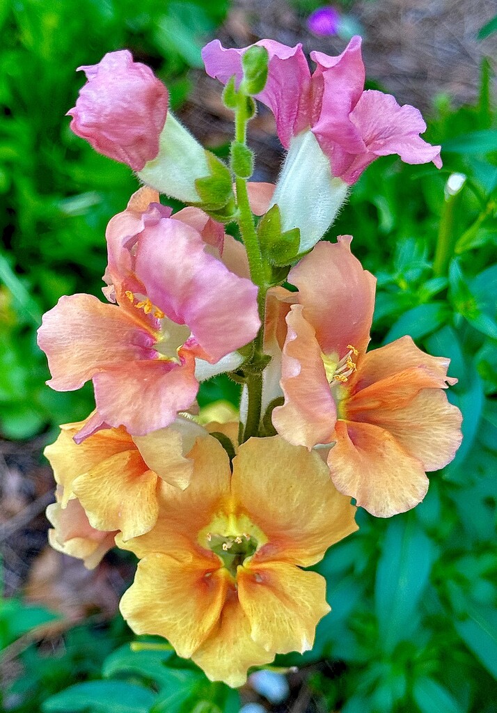 Snapdragons by congaree