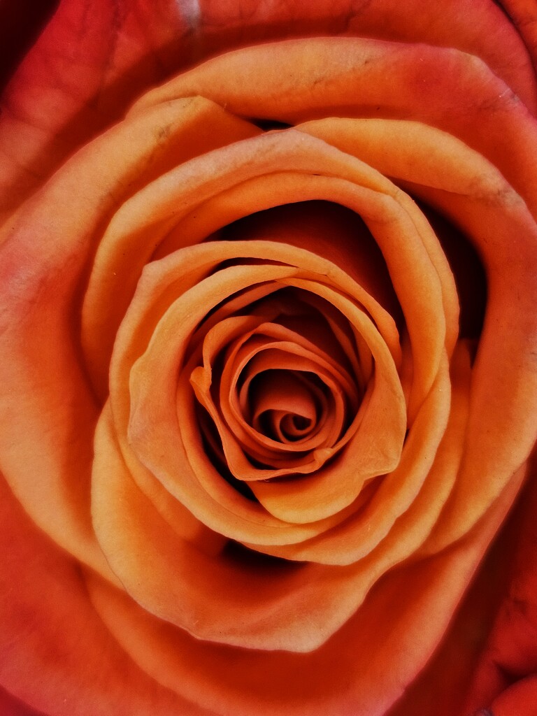 Orange rose by edorreandresen