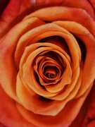 26th Mar 2024 - Orange rose