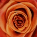 Orange rose by edorreandresen